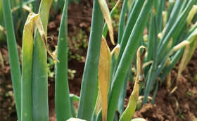 葱叶发黄枯萎到底怎么回事?如何治理葱叶发黄问题? 