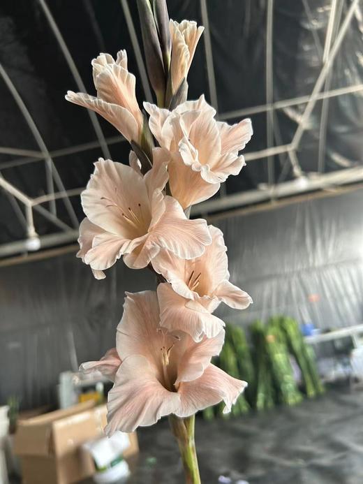 染色剑兰 | 布朗尼(上色不一,介意慎拍) 商品图1