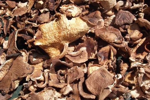 野生香菇 商品图1