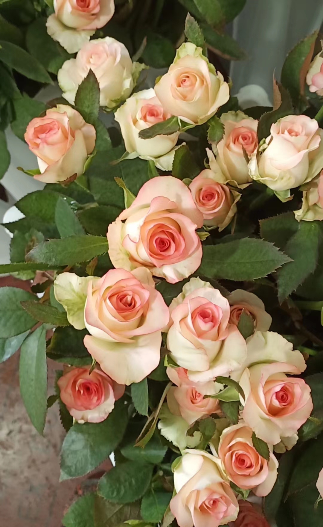 艾莎多头10支/束