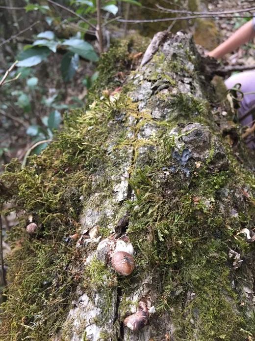 野生香菇 商品图8