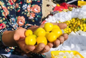  新疆的六月，为小白杏染上蜜色 