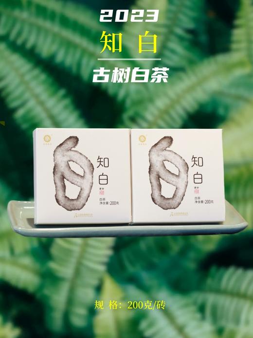 2023知白古树白茶/花气缤纷伴竹香/200克/砖 商品图0