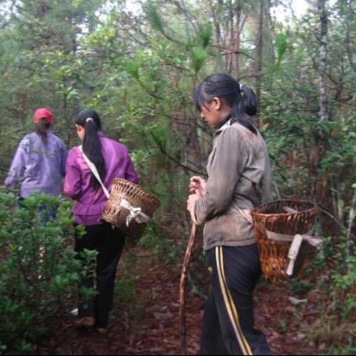 野生香菇 商品图14