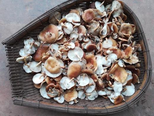 野生香菇 商品图0