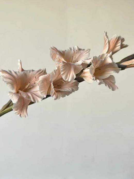 染色剑兰 | 布朗尼(上色不一,介意慎拍) 商品图0