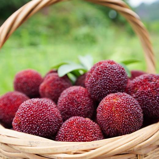 仙居东魁杨梅特级约1.8kg装(60颗) 商品图1