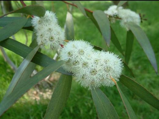 AyuSkAma 澳洲尤加利精油 商品图4