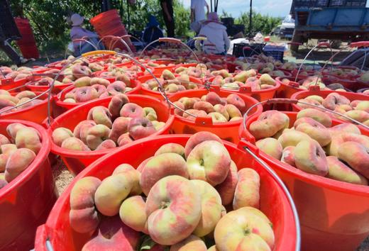 新疆蟠桃 4斤/5斤箱 京东空运发货 商品图0