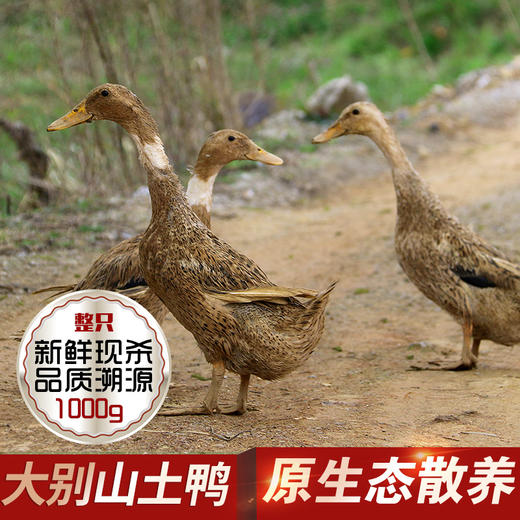 壹号餐桌麻鸭1000g冻品～ 商品图1