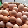 【土家高山散养黑土鸡蛋】| 蛋香醇正，鲜香无腥，蛋白Q弹，蛋黄软糯绵密 商品缩略图7
