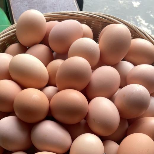 【土家高山散养黑土鸡蛋】| 蛋香醇正，鲜香无腥，蛋白Q弹，蛋黄软糯绵密 商品图7