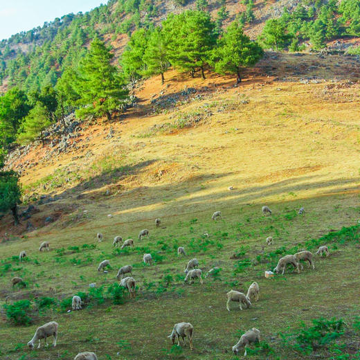 成人徒步 | 3.14周六寻甸彝戈山徒步赏花，闯入马缨杜鹃花海，一山坡又一山坡的马缨花海，漫步草原与森林，登高望远！ 商品图12