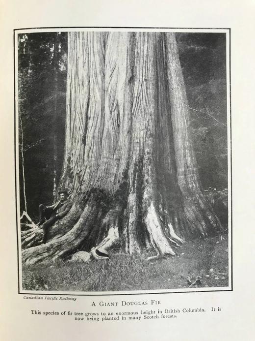 1918年 植物世界的奥妙 8幅插图 漆布精装32开 商品图7