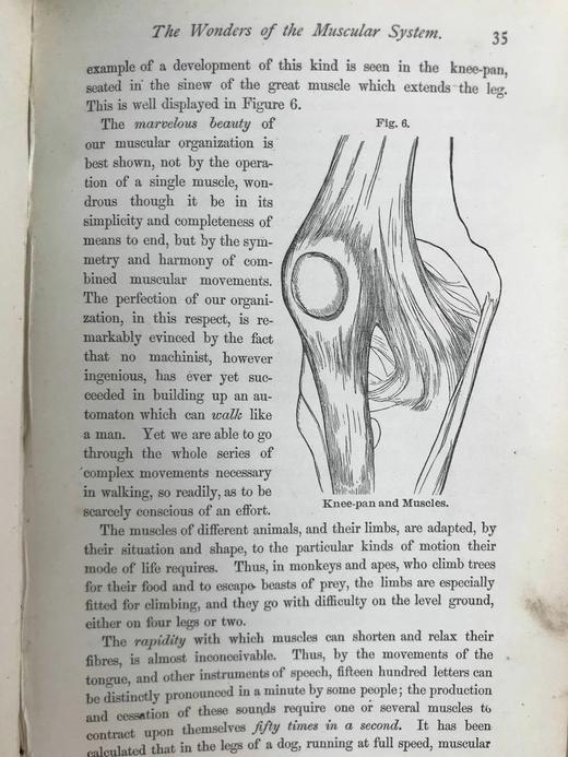 1883年大众医学手册 百余幅木版画插图 漆布精装32开 商品图11