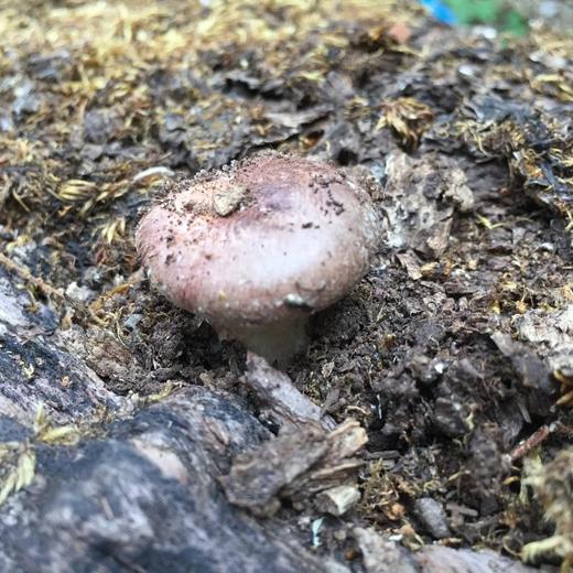 野生香菇 商品图6