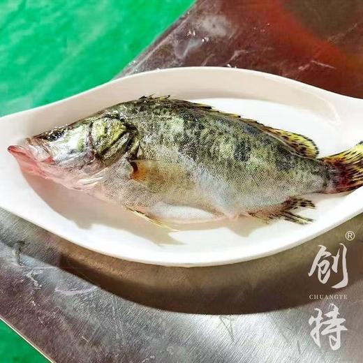 450g创特臭鳜鱼【C+/-18】 商品图2