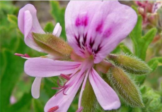 AyuSkAma马达加斯有机玫瑰天竺葵精油 商品图1