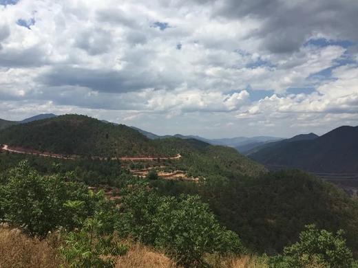 野生香菇 商品图13