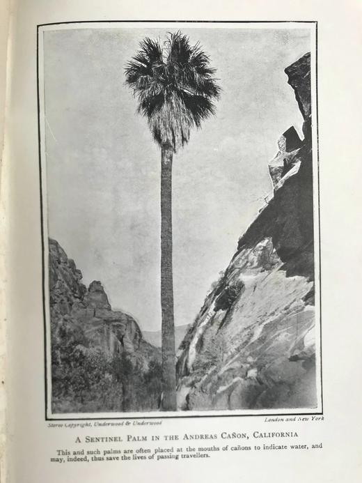 1918年 植物世界的奥妙 8幅插图 漆布精装32开 商品图6