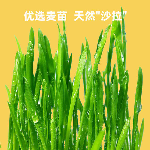 kiligcat冻干猫草粒50g\100g 0添加猫咪零食小方块化毛球【清仓中】 商品图4