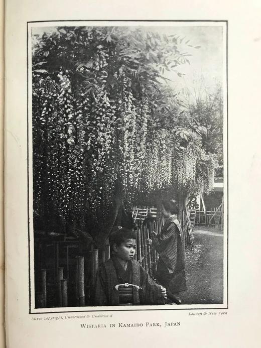 1918年 植物世界的奥妙 8幅插图 漆布精装32开 商品图8