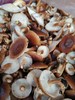 野生香菇 商品缩略图4