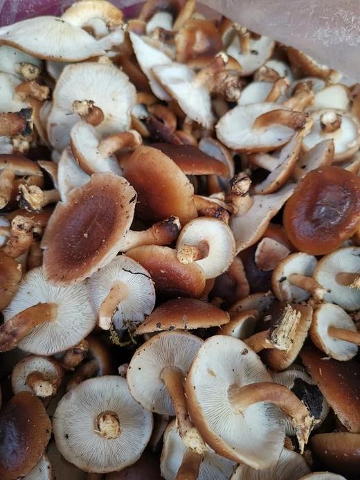 野生香菇 商品图4