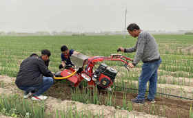 拉长葱白这样做让您的产量翻一番 