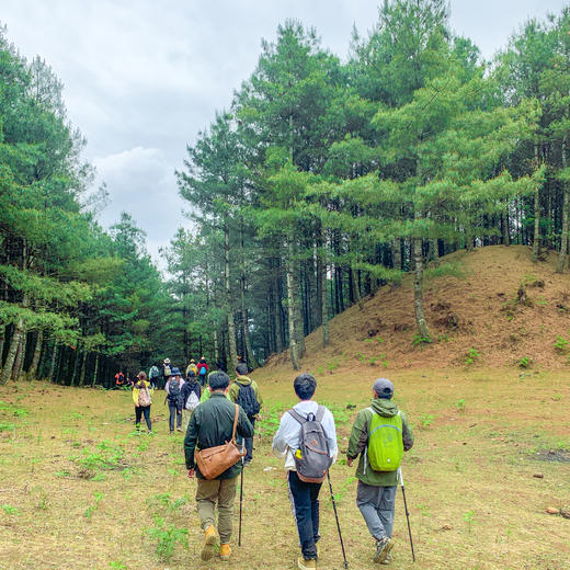 成人徒步 | 3.14周六寻甸彝戈山徒步赏花，闯入马缨杜鹃花海，一山坡又一山坡的马缨花海，漫步草原与森林，登高望远！ 商品图9