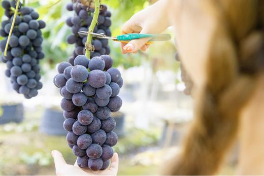 夏日出”萄“计划——500棵葡萄树等你来认领 商品图3