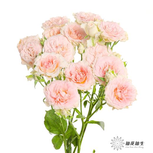 多头玫瑰 | 情迷罗拉 商品图0