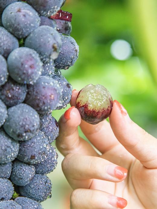 夏日出”萄“计划——500棵葡萄树等你来认领 商品图5