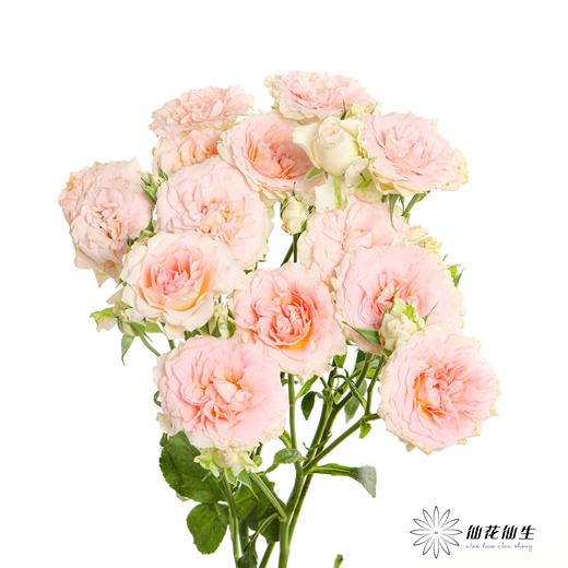 多头玫瑰 | 情迷罗拉 商品图5