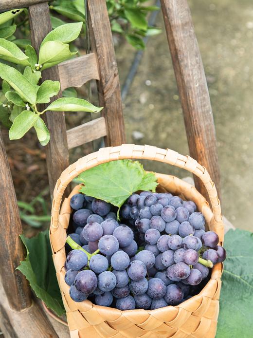 夏日出”萄“计划——500棵葡萄树等你来认领 商品图0