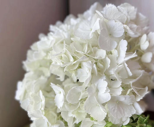 哥伦比亚-【绣球】白 商品图1