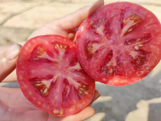 健源农场 酵素生态种植西红柿，露天番茄 品种：京粉 商品图2