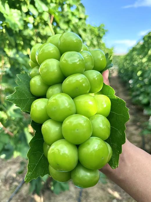 贵族葡萄双拼！【阳光玫瑰+妮娜皇后】送礼首选！ 大理宾川葡萄 享受多重舌尖体验 商品图6