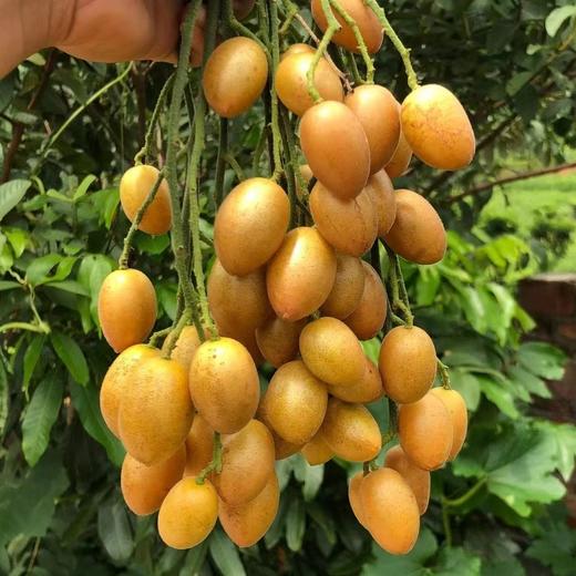 高州鸡心黄皮果   （含枝果）3斤/4.5斤装 商品图0