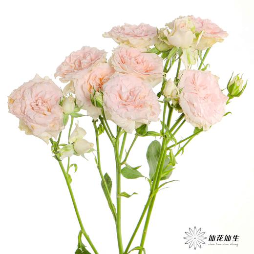 多头玫瑰 | 情迷罗拉 商品图1