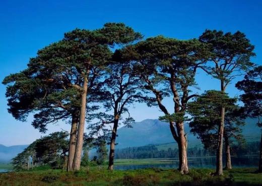 AyuSkAma 波黑有机+野生双认证欧洲赤松精油 商品图1