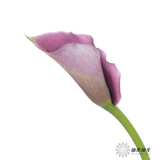 丽江马蹄莲 | 米罗【轻微压伤不售后，介意慎拍】 商品图2