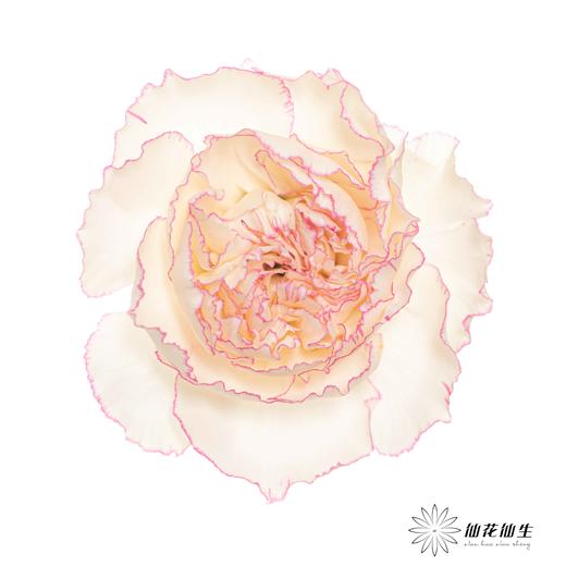 单头康乃馨 |卡特琳 商品图0