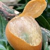 高州鸡心黄皮果   （含枝果）3斤/4.5斤装 商品缩略图1