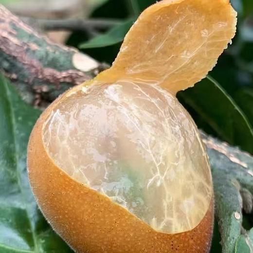 高州鸡心黄皮果   （含枝果）3斤/4.5斤装 商品图1