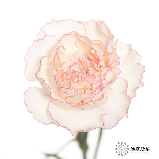 单头康乃馨 |卡特琳 商品图2