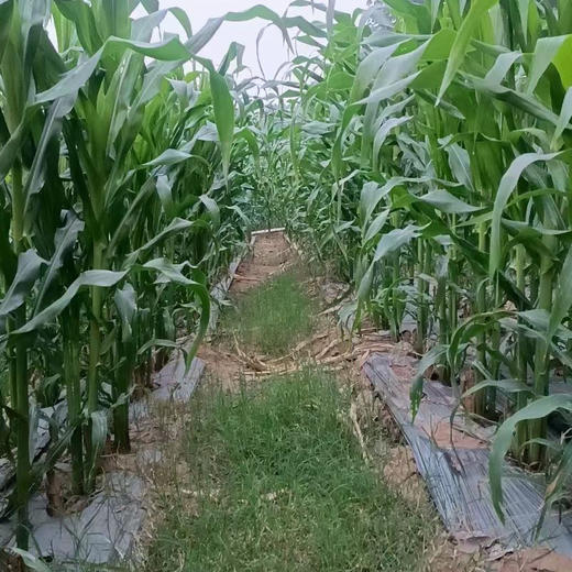 傣家拇指小糯玉米（106项农残0检出） 商品图10