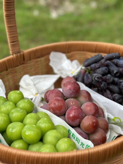 贵族葡萄双拼！【阳光玫瑰+妮娜皇后】送礼首选！ 大理宾川葡萄 享受多重舌尖体验 商品图3