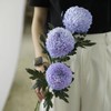 海盛单头菊-牡丹菊-蓝紫-5支 商品缩略图0
