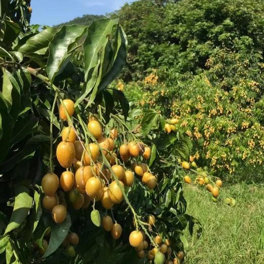 高州鸡心黄皮果   （含枝果）3斤/4.5斤装 商品图3